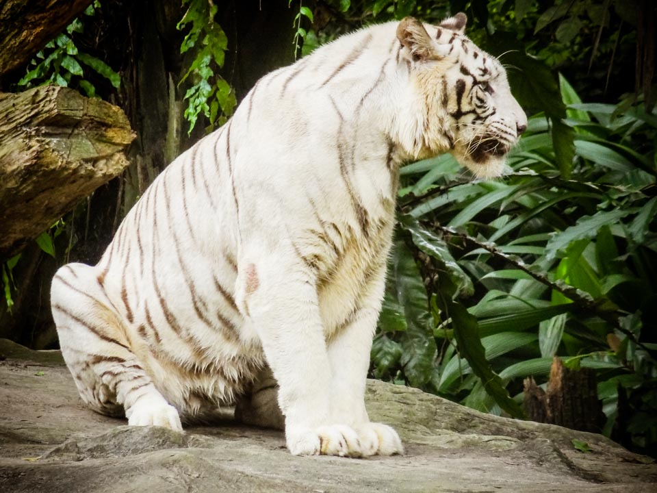 シンガポール動物園 ホワイトタイガー-3