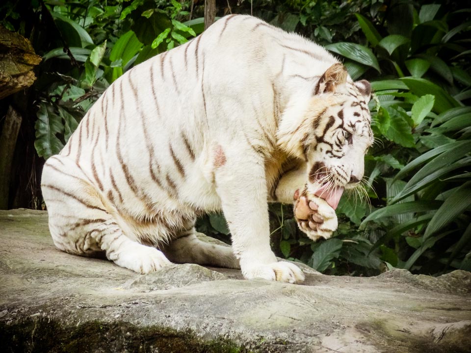 シンガポール動物園 ホワイトタイガー-4