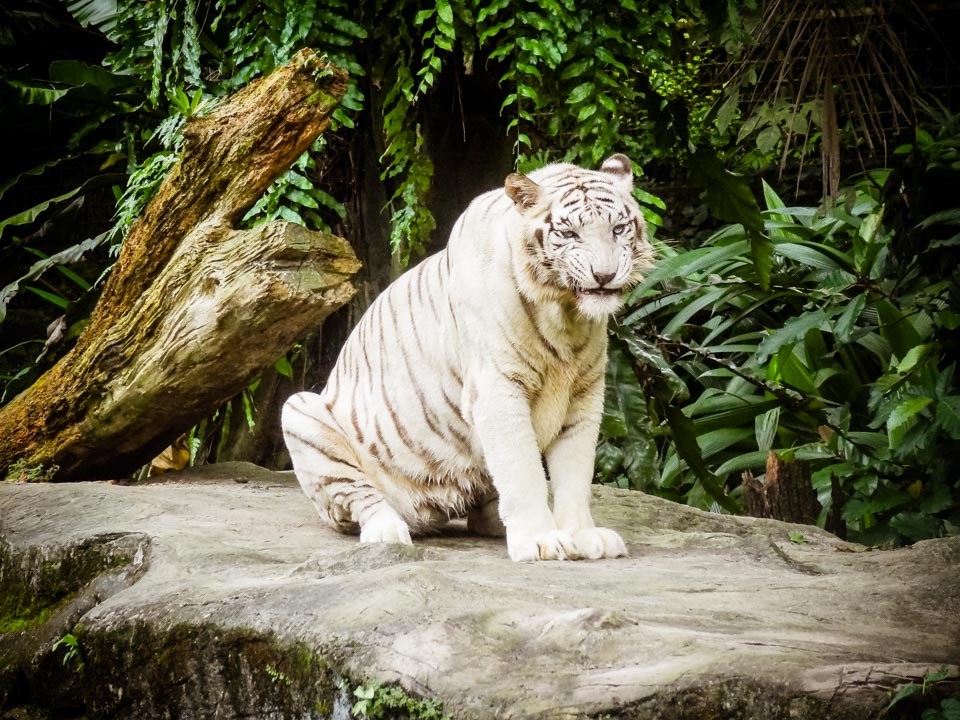 シンガポール動物園 ホワイトタイガー