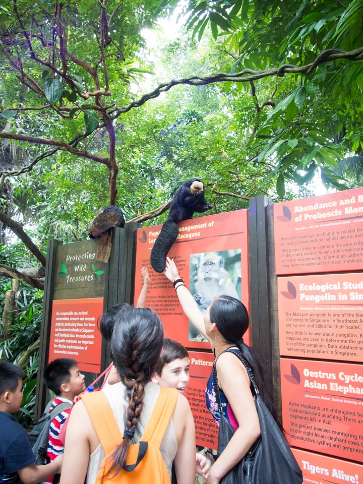 シンガポール動物園とナイトサファリ-4